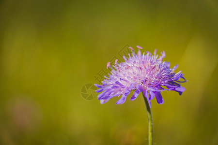 紫罗兰花朵在草原上开宏观高清图片