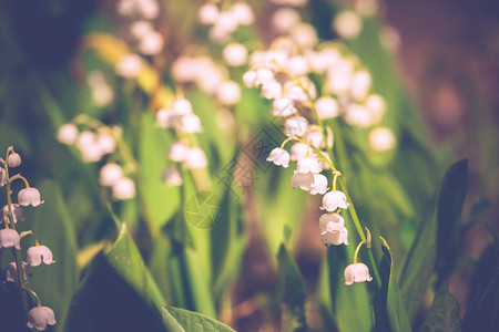山谷花朵的百盛开在春天的花园过滤背景高清图片