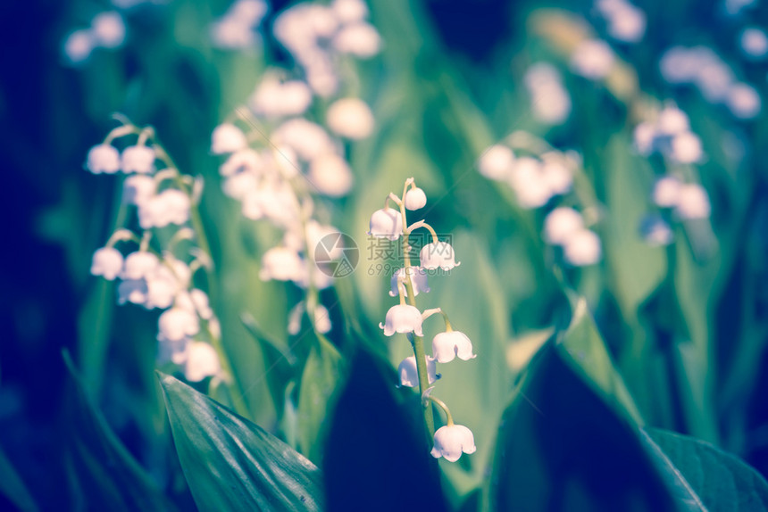 山谷花朵的百盛开在春天的花园过滤背景图片