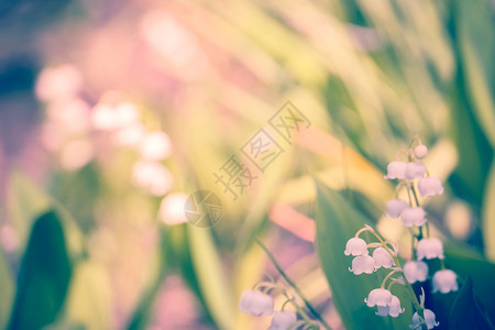 山谷花朵的百盛开在春天的花园过滤背景高清图片