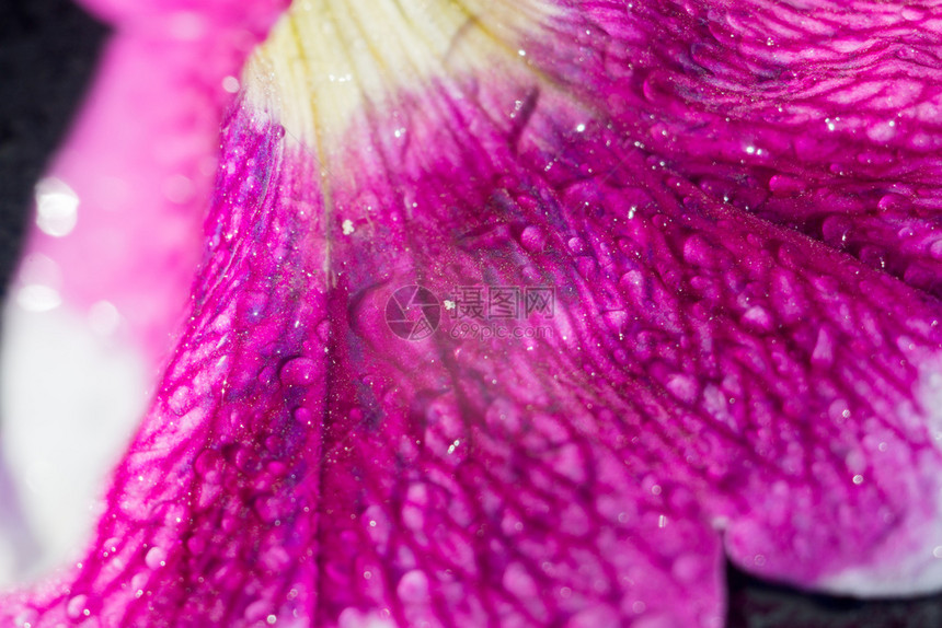 紫色牵牛花花瓣图片