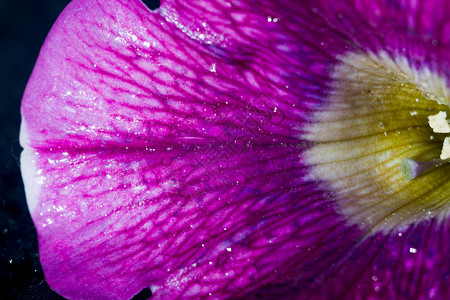 紫色牵牛花花瓣图片