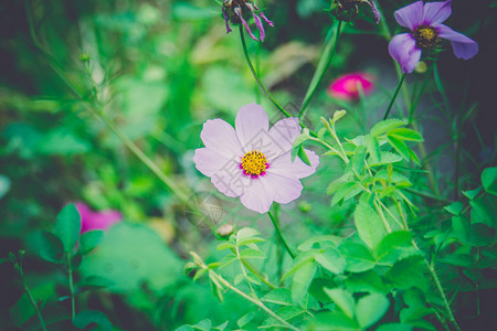 白色的漂亮花朵群图片