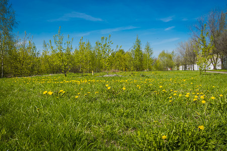 阳光明媚的草地有黄色花朵图片