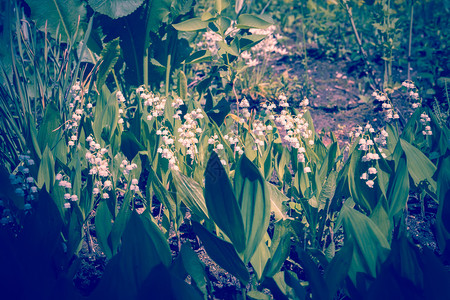 山谷花朵的盛开在春天图片