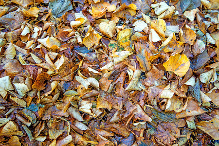 秋季的树叶填充格式图片
