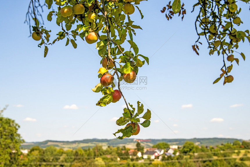 树上的苹果背景中有德裔风图片