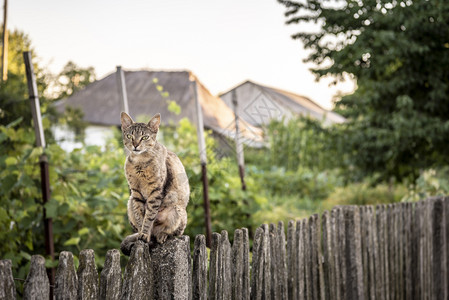 成年猫坐在农村风景中的被吹过木栅栏上图片