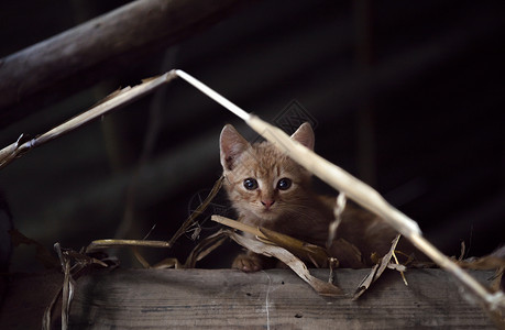 橙色的小猫正在看着镜头的好奇图片