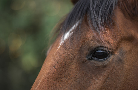 在黑棕色马眼上紧贴着前额有白色斑点的黑褐马眼睛有选择地聚焦的图像背景图片