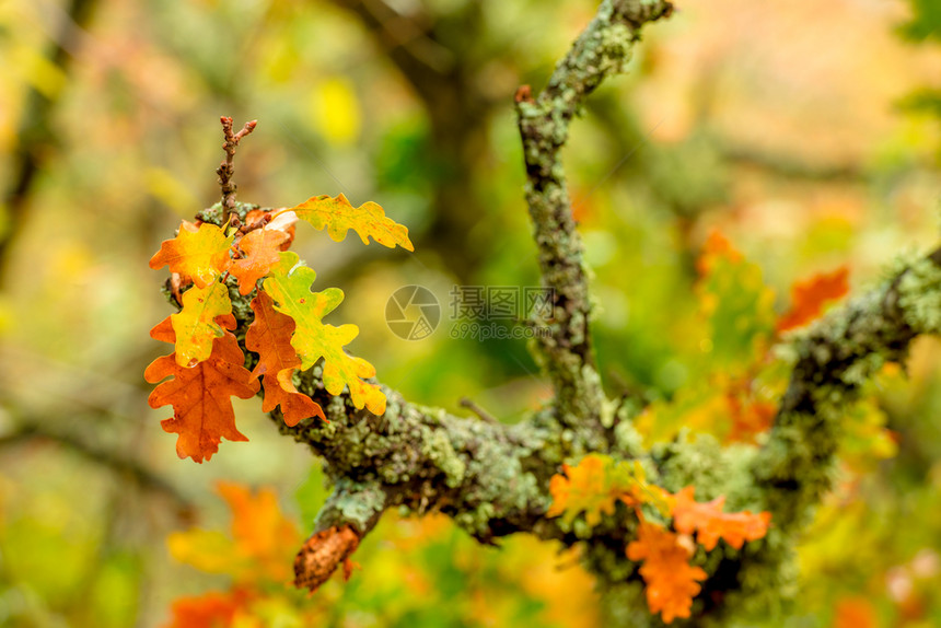 橡树枝的黄秋叶图片
