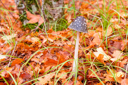落叶中的蘑菇图片