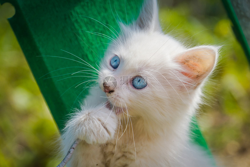 蓝眼睛的可爱白小猫在户外玩旧绳子图片