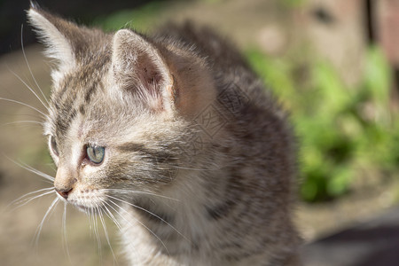 可爱的小灰色条纹猫肖像外面背景图片