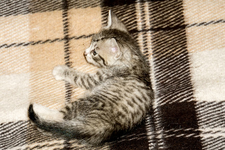 小可爱的灰色猫有黑条纹和斑点图片