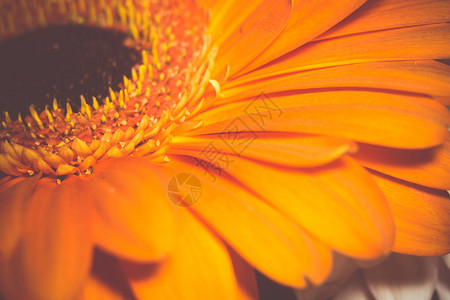 明亮的大黄花花叶背景图片