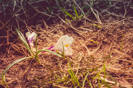 从外面的地球里生长白花圈过滤的背景图片