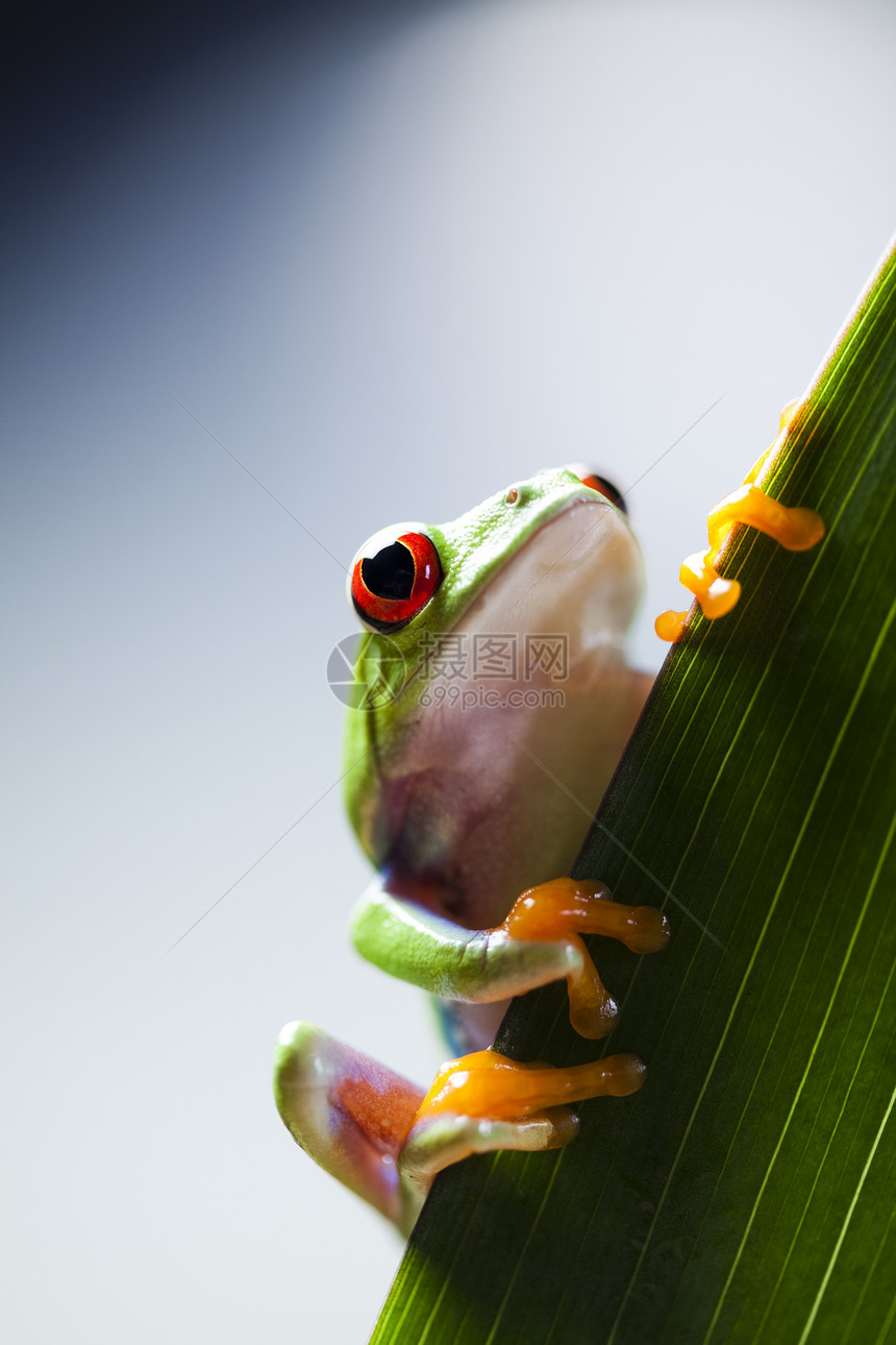 红眼睛青蛙绿树背景多彩图片