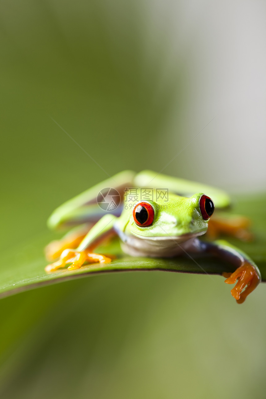 青蛙在丛林中以丰富多彩的背景图片