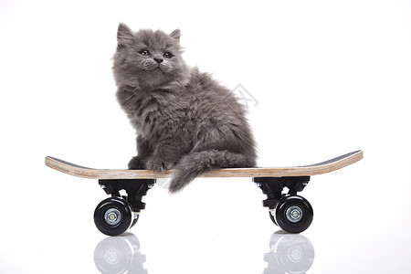 滑板小灰猫可爱宠物多彩主题图片