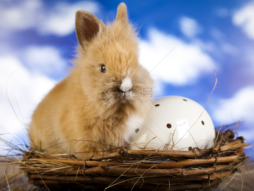 婴儿小兔子春季多彩的亮光主题图片