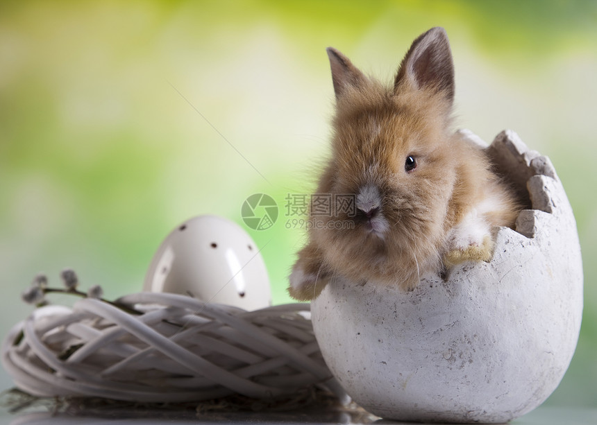 婴儿小兔子春季多彩的亮光主题图片