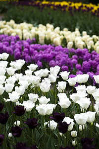 郁金香花园春多彩的生动主题高清图片