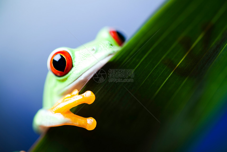 色彩丰富背景的绿树青蛙图片