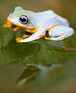 青蛙、磷蛙和在多彩背景上转接图片