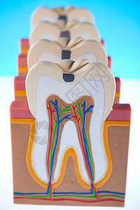 牙齿模型图片