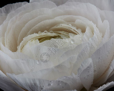 用于婚礼的物白色雨伞的优雅花朵宏照片mother假日图片