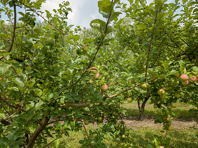 未成熟的苹果果树在阳光明媚的一天在花园里有无树机水果的苹树背景