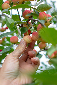 近身男子和手从花园树上的一棵摘下个小有机天堂苹果在花园树上的枝装饰苹果已经成熟人和手从树上摘苹果背景图片