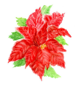 装饰植物红色的薄膜手画水彩色插图图片