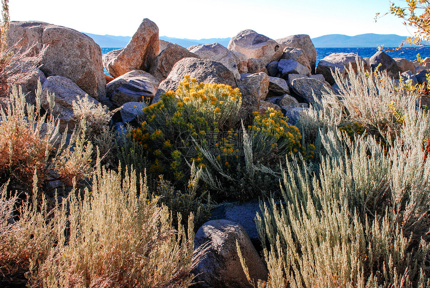 美丽的黄种树枝花在塔霍湖边的岩石岸夏季塔霍湖加利福尼亚州图片