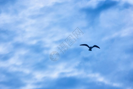 飞机外面的蓝天白云和鸟图片