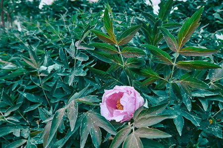 绿色灌木中有鲜花图片