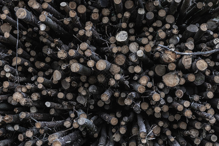 与最近从德国森林中采伐的一堆树干连接起来资源高清图片素材