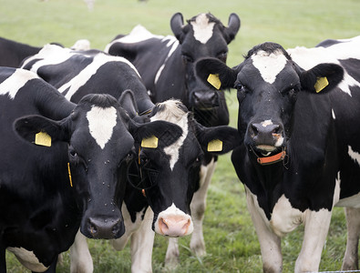 四头年轻的黑奶和白牛绿荷兰草地的图片
