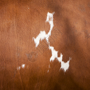 奶牛特写棕色和白的抽象模式隐藏在奶牛的侧面背景