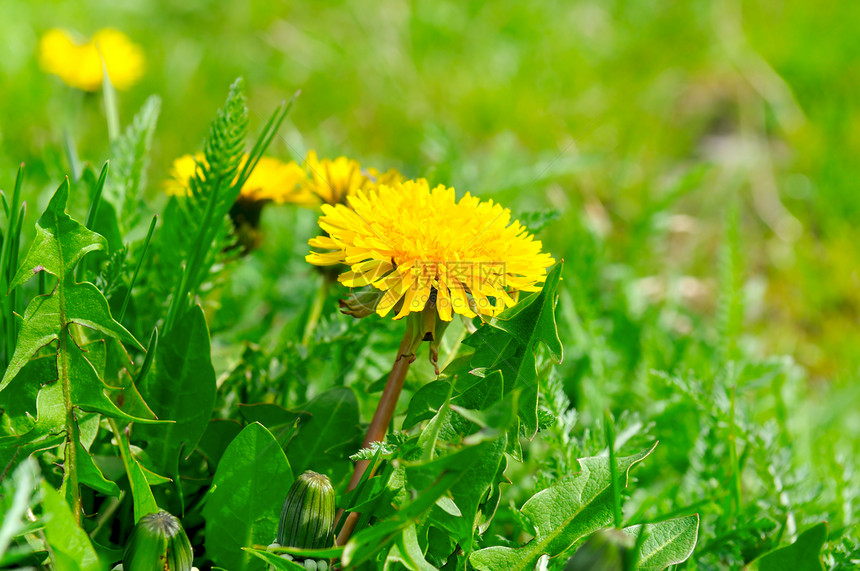 绿色草原上的黄花朵阳光明媚的一天图片