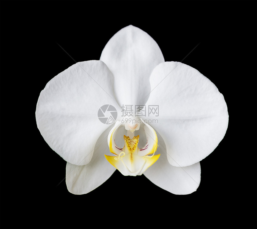 在黑色背景下孤立的白正卤阳兰花的一朵优雅图片