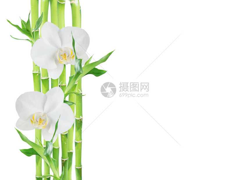 几根幸运竹子dracensderi绿叶和两朵白兰花在色背景上与世隔绝有复制空间图片