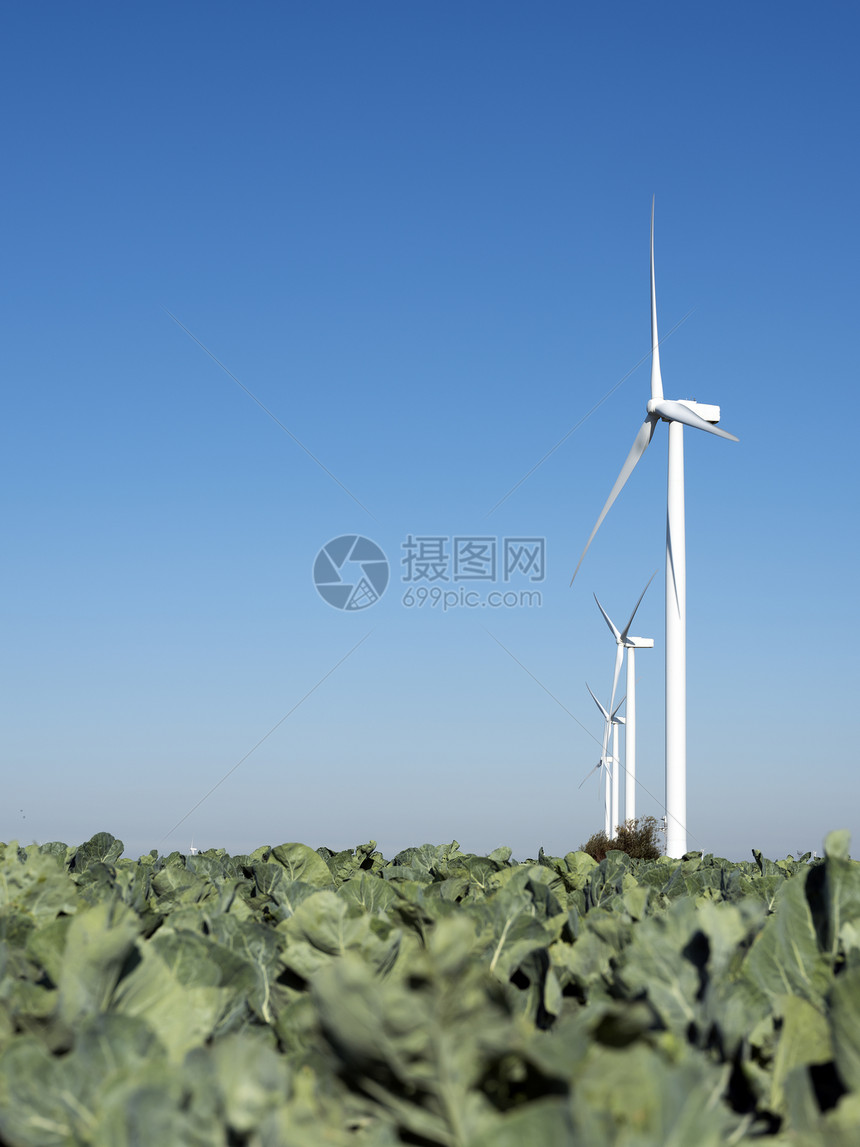 白色风力涡轮机在菜田上空的蓝天对准白风涡轮机图片