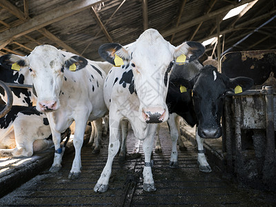 牛分割图黑白荷尔斯坦奶牛近视图背景