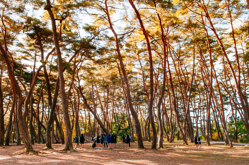 2013年月日在韩国南边清京波角古老松树林的许多游客京城著名的旅游景点图片