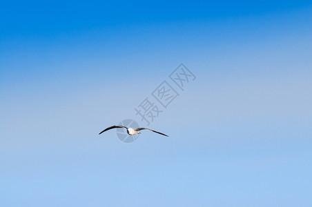 白色的海鸥飞过Yeosu港飞过清蓝的天空与复制间图片