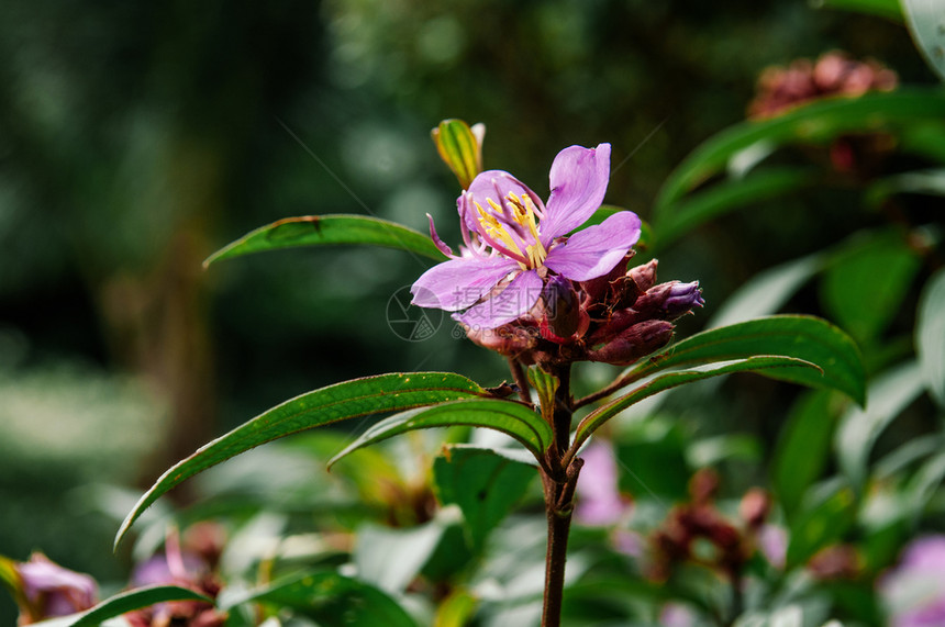 或紫色的rosbeckia印度的rhodenr热带灌木植物关闭细节图片