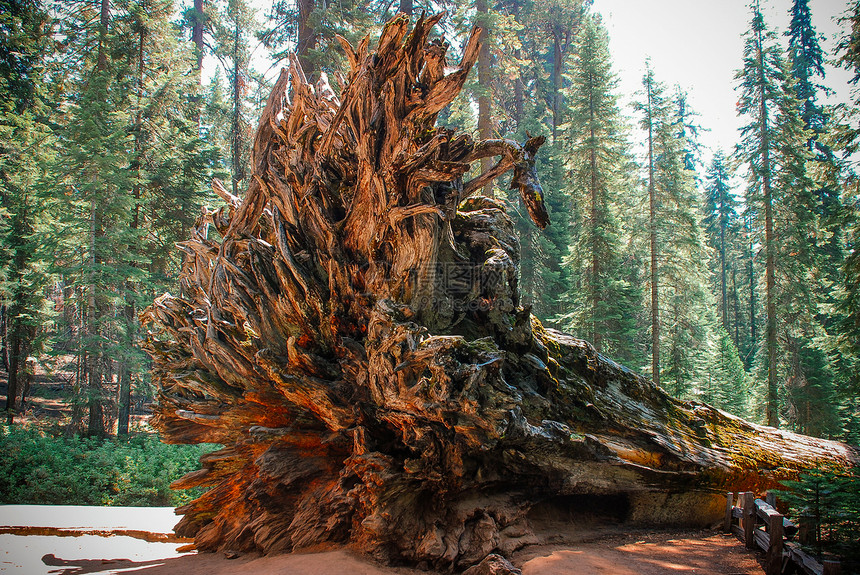 落下的树根巨大sequoia树地球上最大的树木在约塞米特公园图片