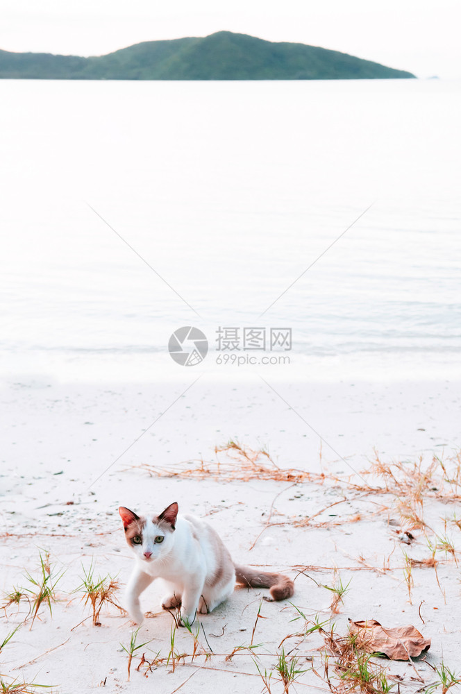 美丽猫咪在泰国河畔高山岛附近的小平和白沙滩上图片